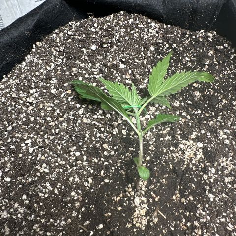 Royal growlog timeline photo