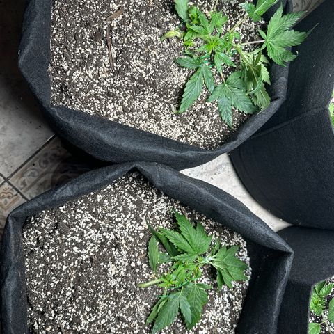 Royal growlog timeline photo
