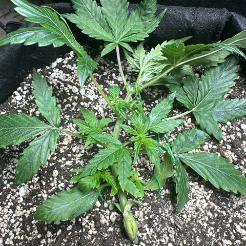 Royal growlog timeline photo