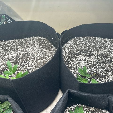 fruit 2 growlog timeline photo