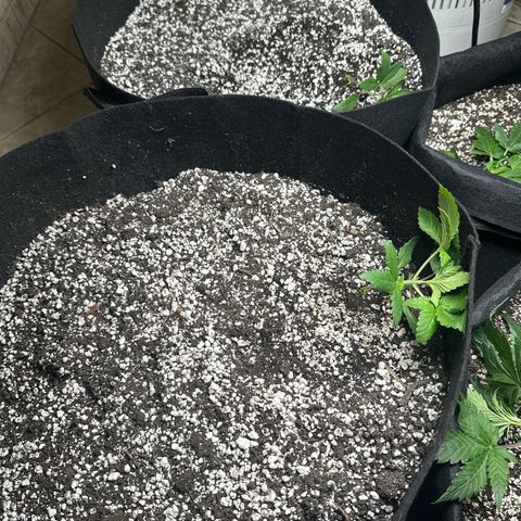 fruit 1 growlog timeline photo