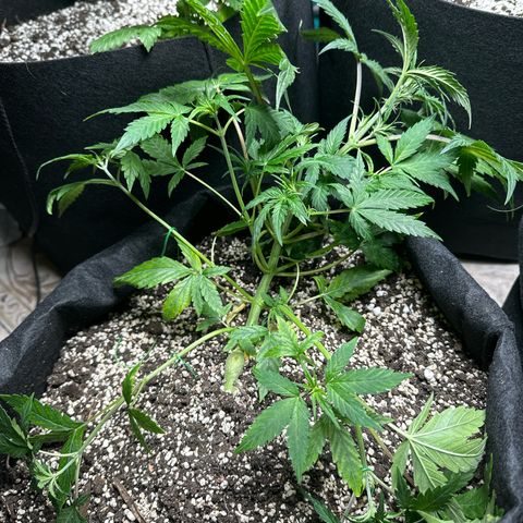 Royal growlog timeline photo