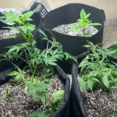 Royal growlog timeline photo