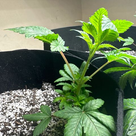 fruit 1 growlog timeline photo