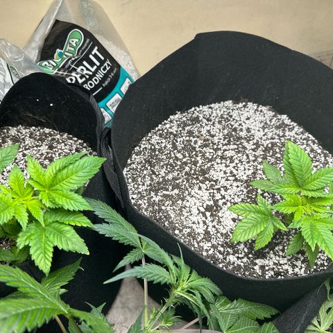fruit 1 growlog timeline photo