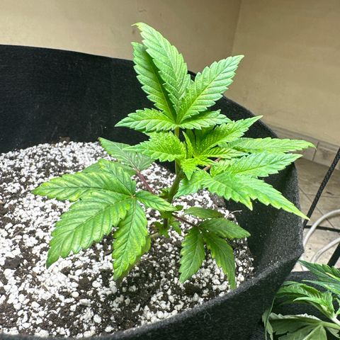 fruit 2 growlog timeline photo