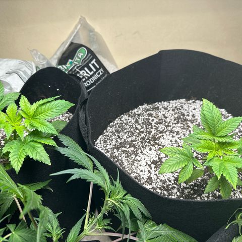 fruit 2 growlog timeline photo