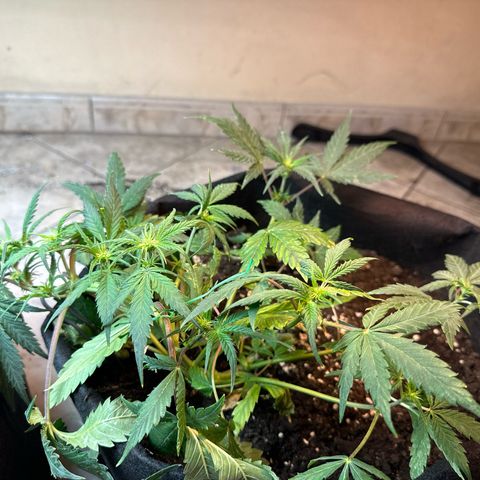 Royal growlog timeline photo