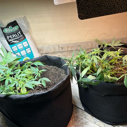 Royal growlog timeline photo