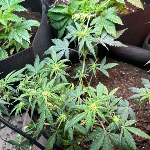 Royal growlog timeline photo