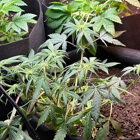 Royal growlog timeline photo