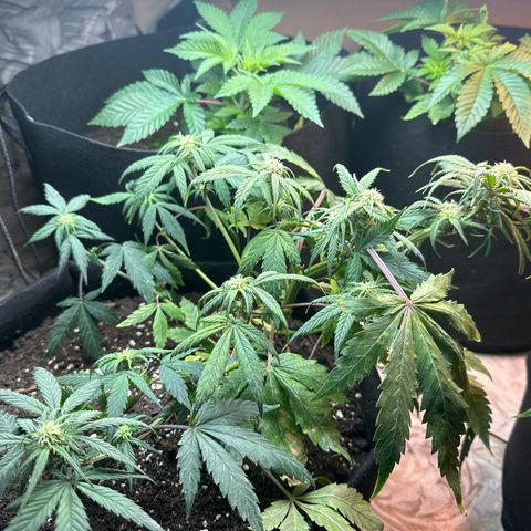 Royal growlog timeline photo