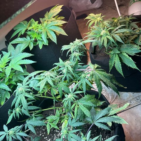 Royal growlog timeline photo