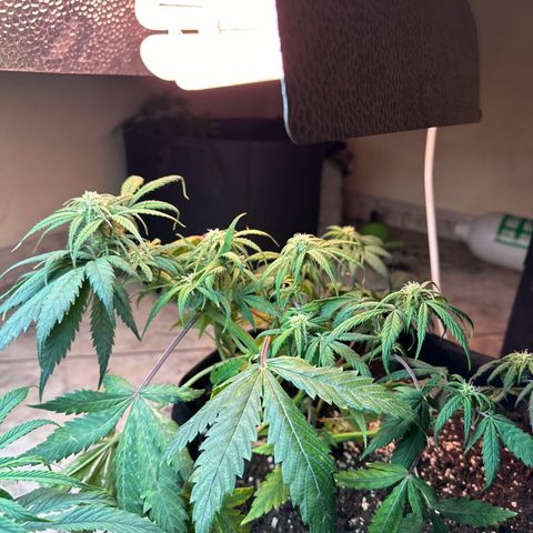 Royal growlog timeline photo