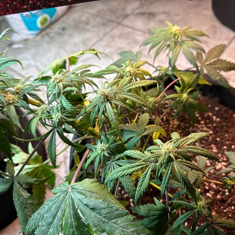 Royal growlog timeline photo