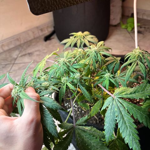Royal growlog timeline photo
