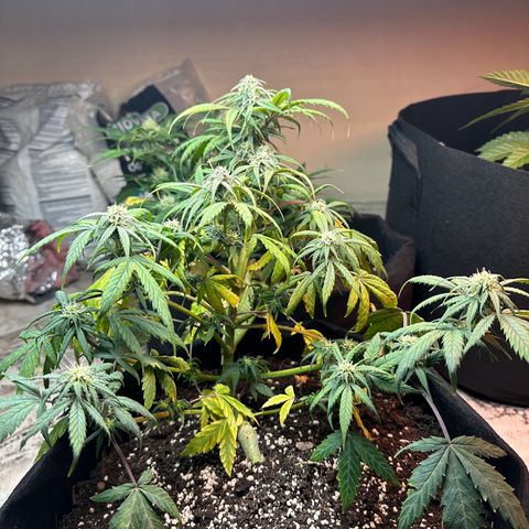 Royal growlog timeline photo