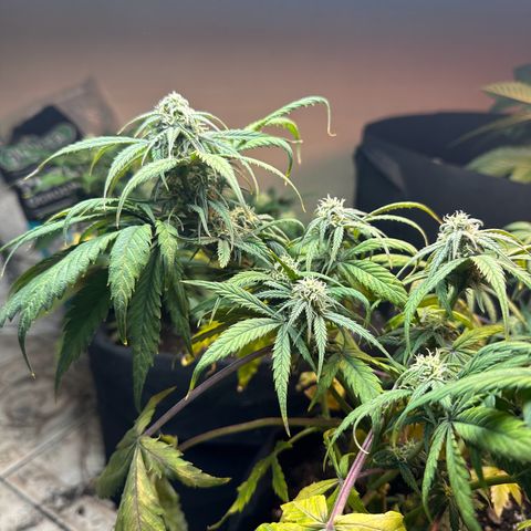 Royal growlog timeline photo