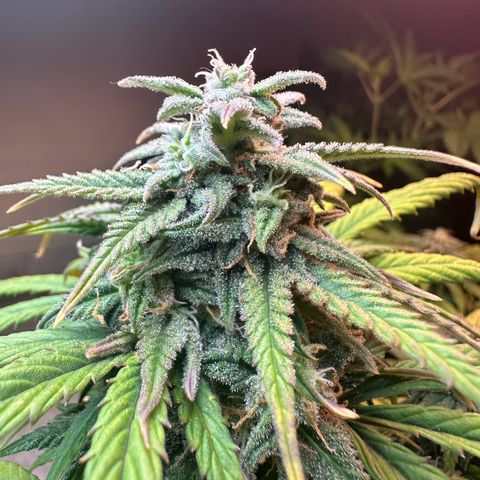 Royal growlog timeline photo