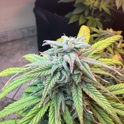 Royal growlog timeline photo