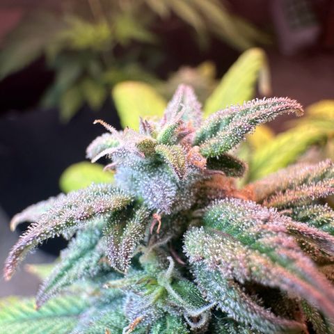 Royal growlog timeline photo