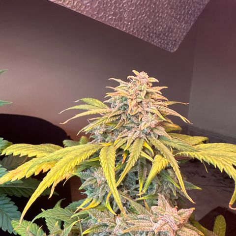 Royal growlog timeline photo