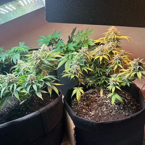 Royal growlog timeline photo