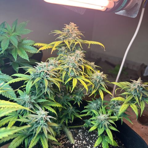 Royal growlog timeline photo
