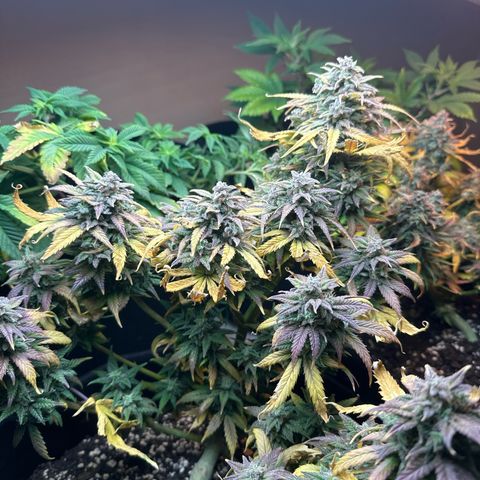 Royal growlog timeline photo