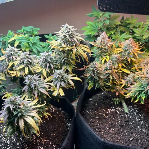 Royal growlog timeline photo