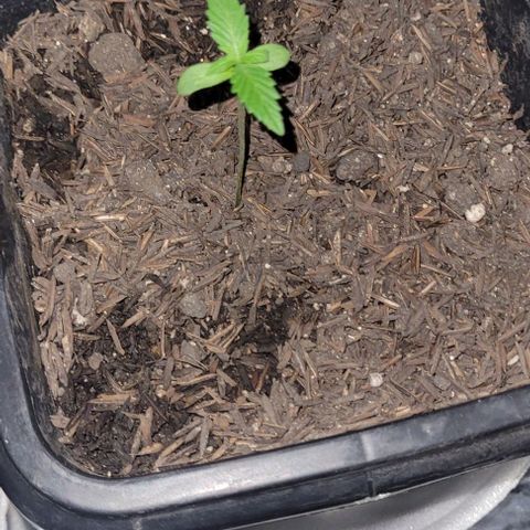 Northern lights growlog timeline photo