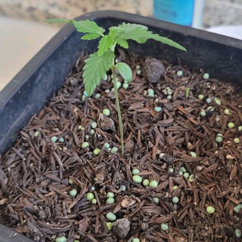 Northern lights growlog timeline photo
