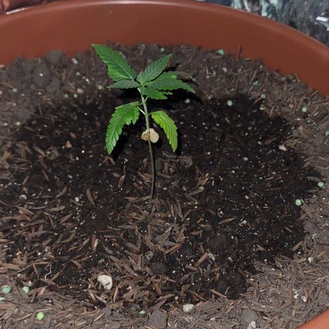 Northern lights growlog timeline photo