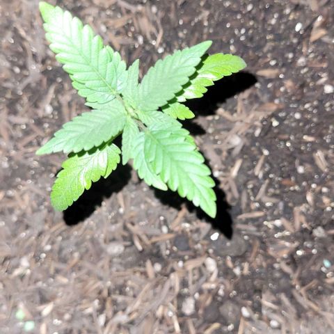Northern lights growlog timeline photo