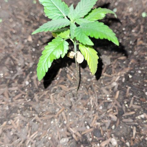 Northern lights growlog timeline photo