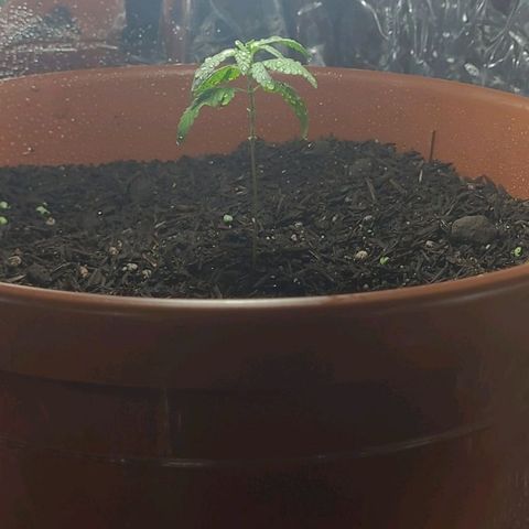 Northern lights growlog photo: Após poda,aplicação do NPK do tchoso e troca da lâmpada. 