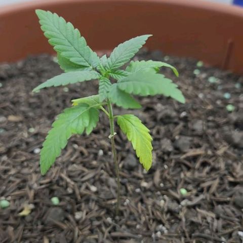 Northern lights growlog photo: Antes da poda e aplicação do NPK. Apresentando folhas murchas ,amareladas com as pontas secas.