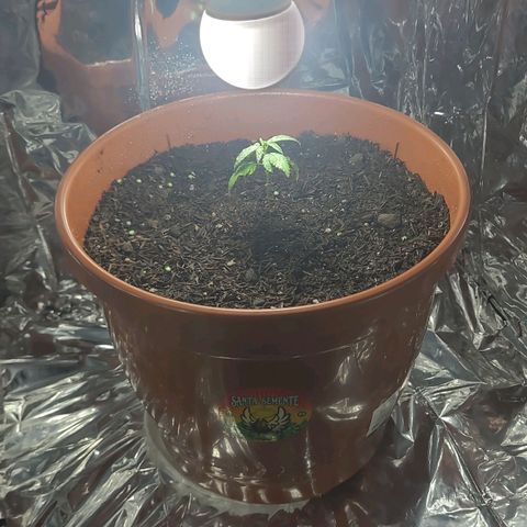 Northern lights growlog photo: Após tratamentos