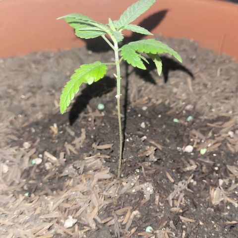 Northern lights growlog timeline photo