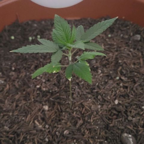 Northern lights growlog timeline photo