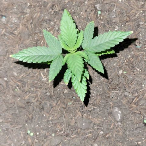 Northern lights growlog timeline photo