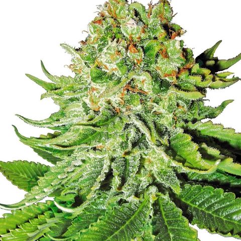 Northern lights growlog timeline photo