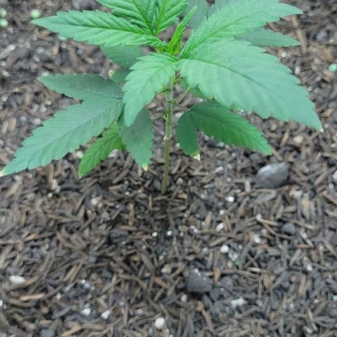 Northern lights growlog timeline photo