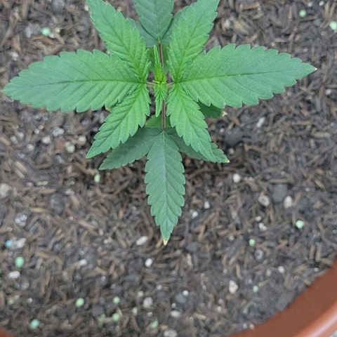 Northern lights growlog timeline photo