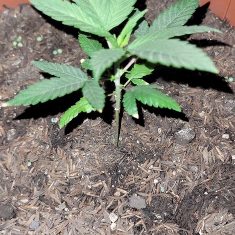 Northern lights growlog timeline photo