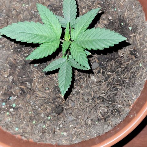 Northern lights growlog timeline photo