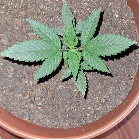 Northern lights growlog timeline photo