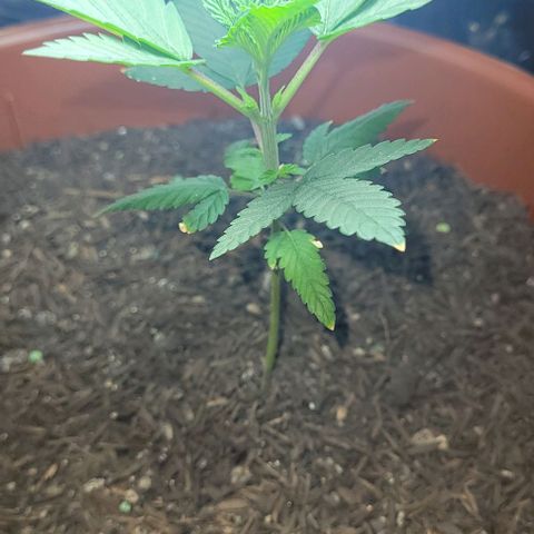 Northern lights growlog timeline photo