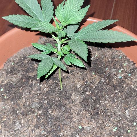 Northern lights growlog timeline photo