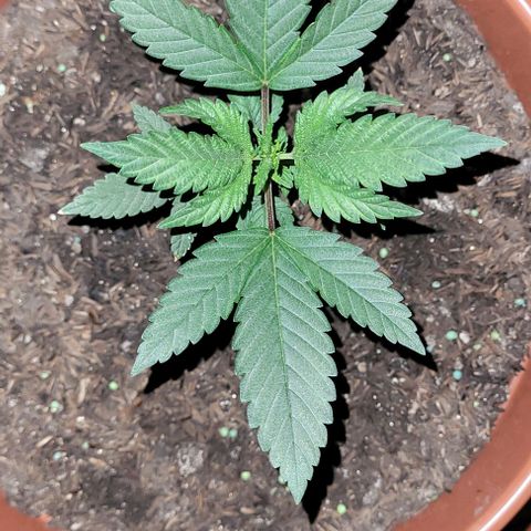 Northern lights growlog timeline photo
